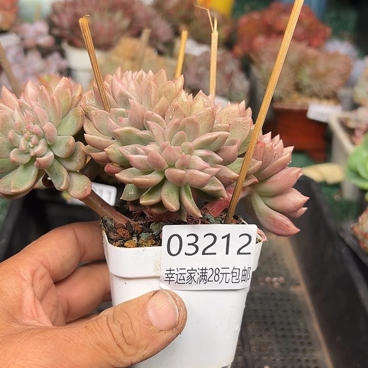 幸运的是我没有遇到你的