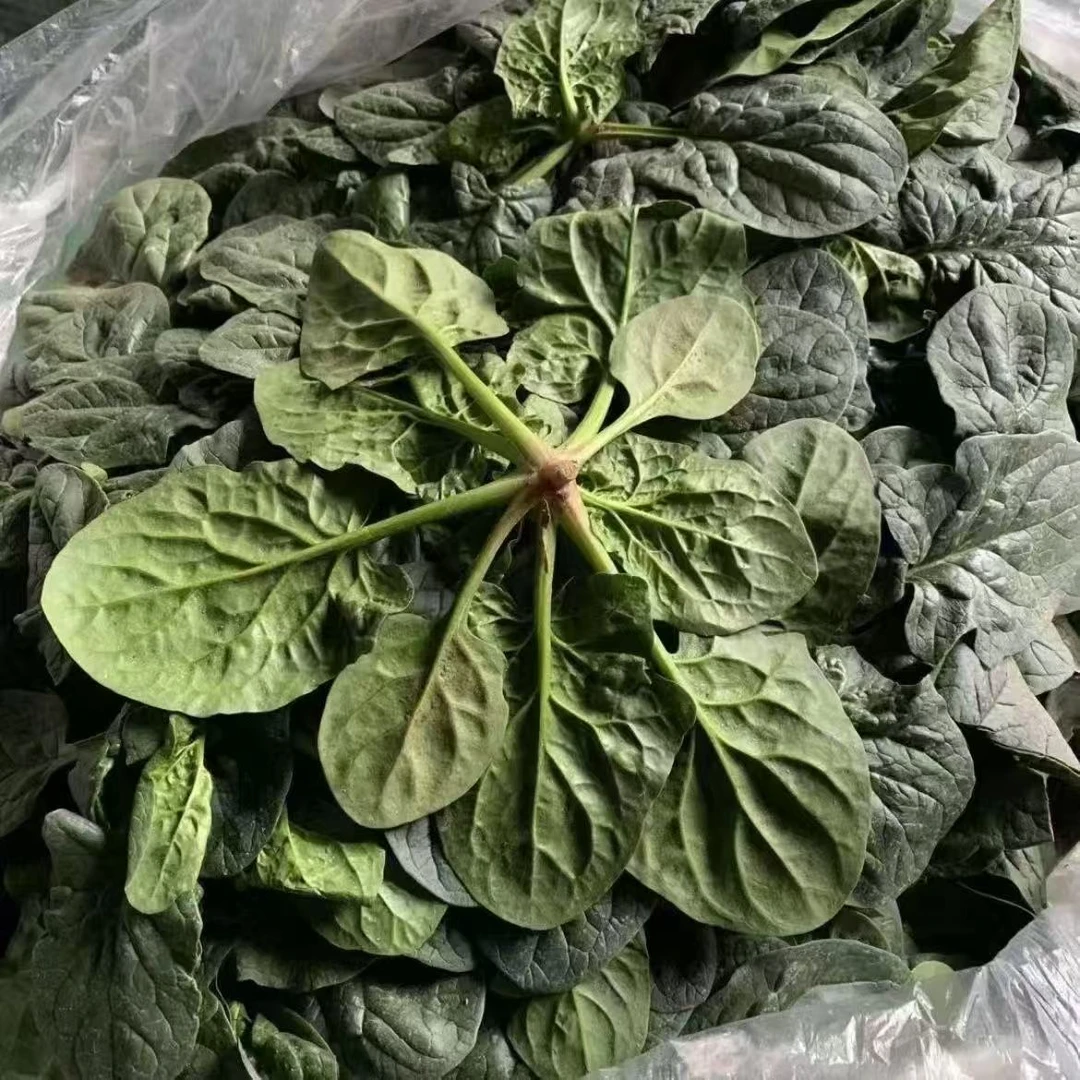 河南霜打红根波菜
