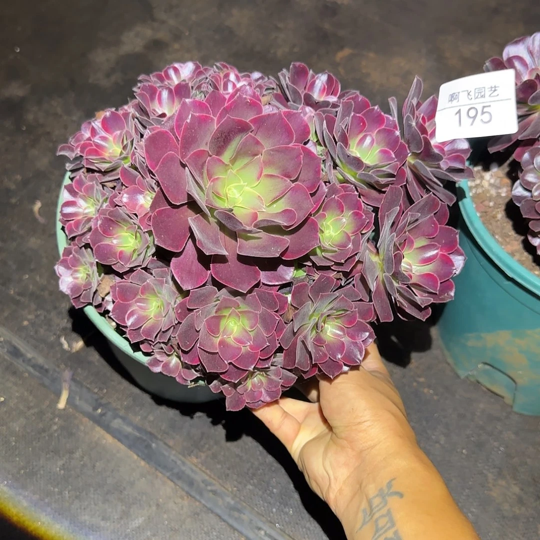 195多肉 金丝雀福利法师