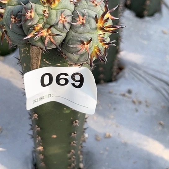 老*爷069号猫爪缀化群