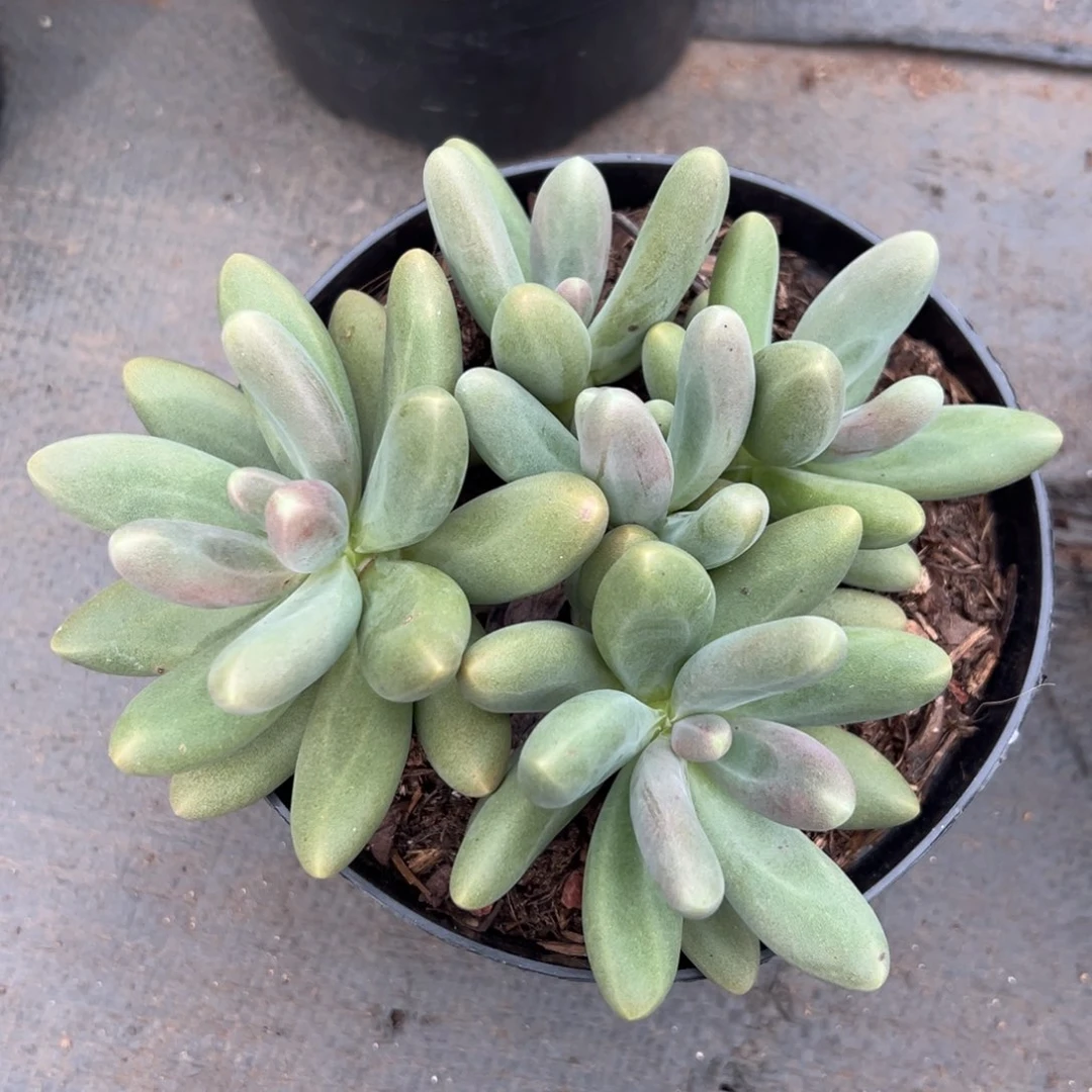 705002 糖果美人群生无砍，只可寄养