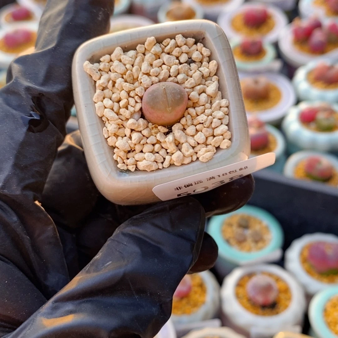 5038--一物一拍 带盆 熊猫风铃