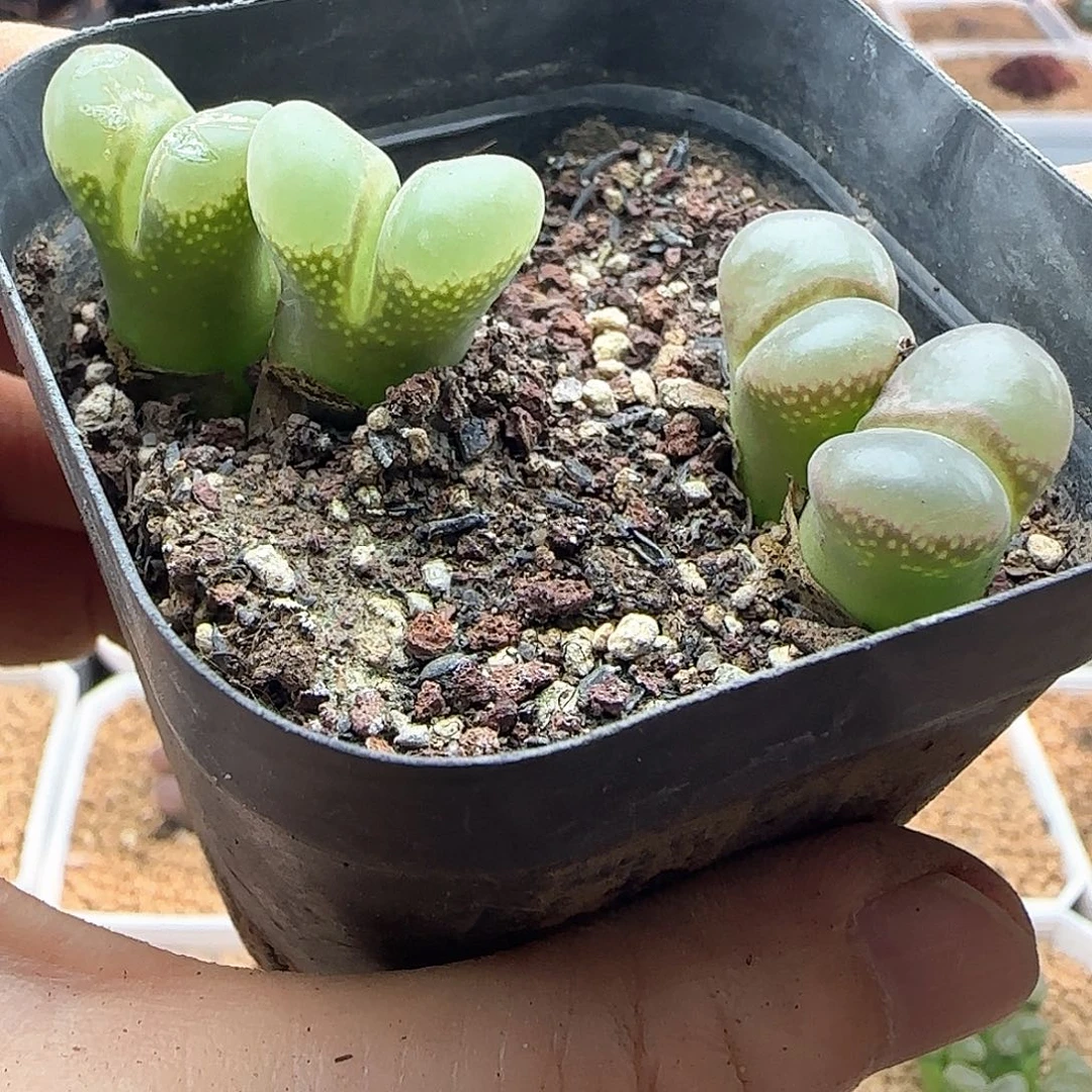 向***看哈哈哈哈哈哈就哈哈46963