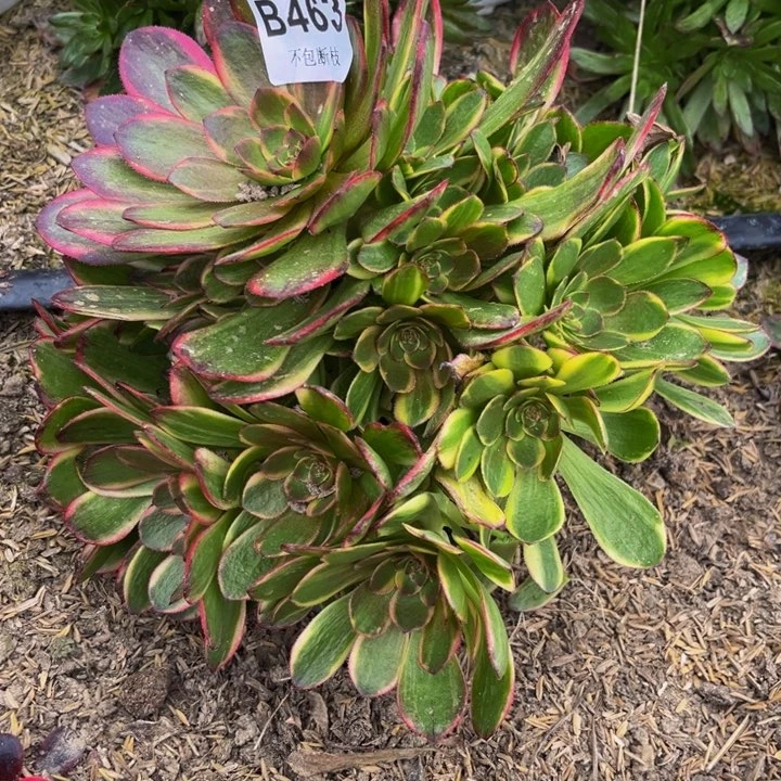 463万七彩量多肉法师不包断枝