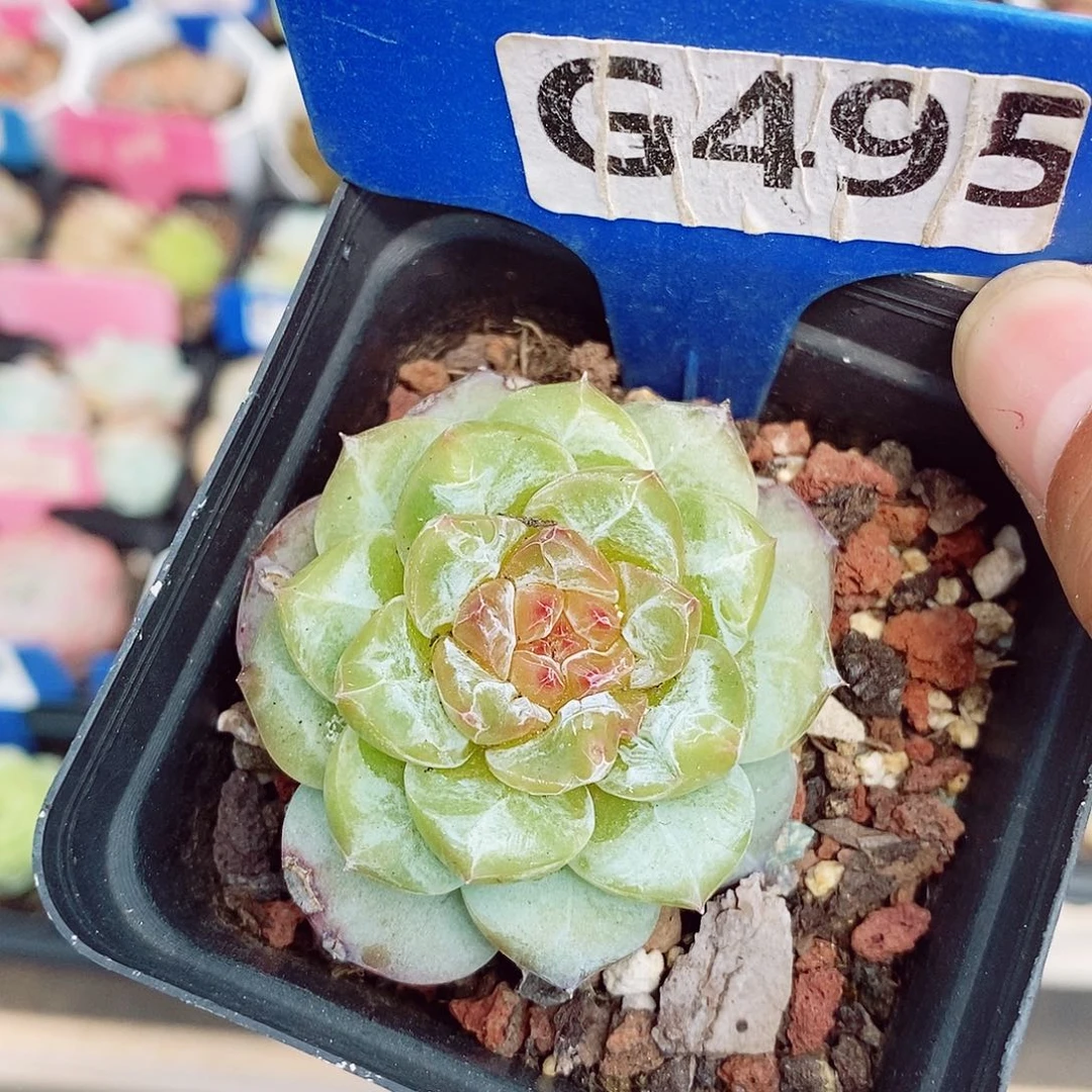 福利5.5cm多肉植物