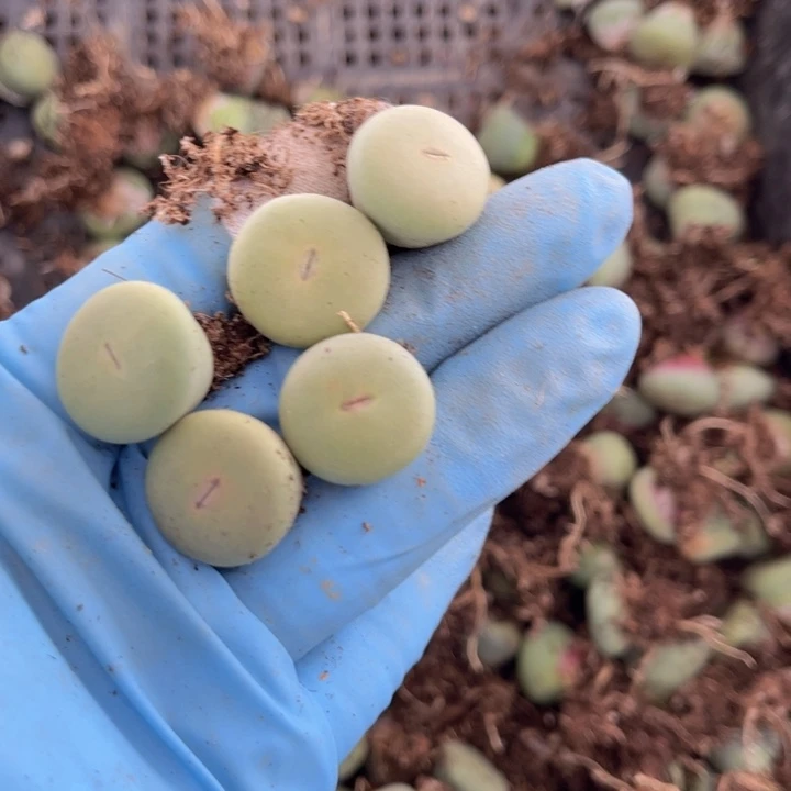 五颗小红嘴888888888