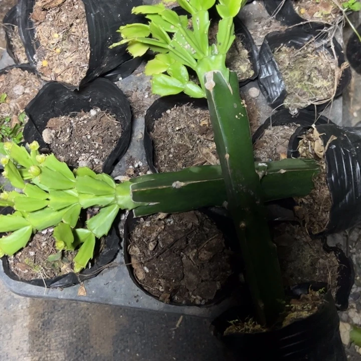 028嫁接多叶片小苗一颗20
