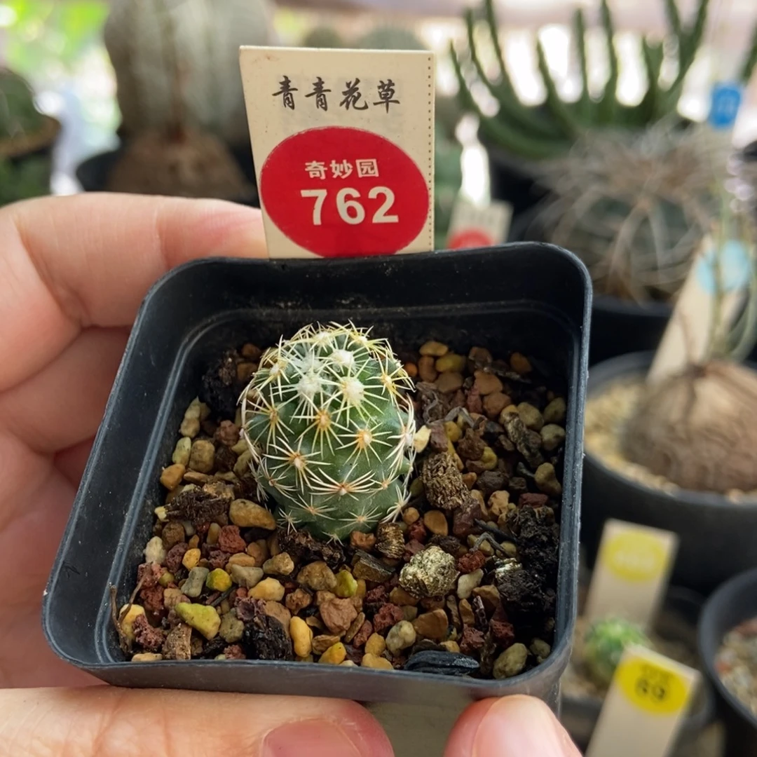 实生顶花凤舞1.9cm