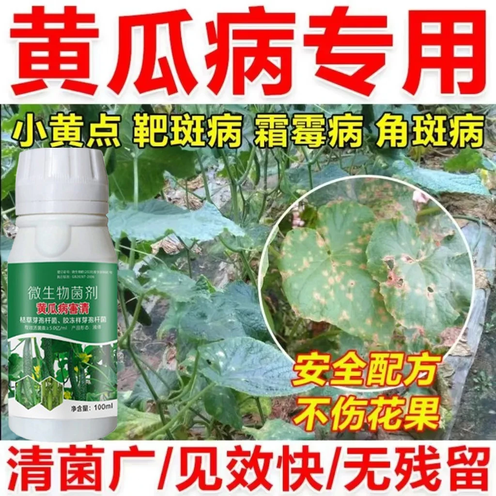 黄瓜病菌清黄瓜炭疽病角斑病靶斑病霜霉灰霉青枯病叶斑病专用菌剂