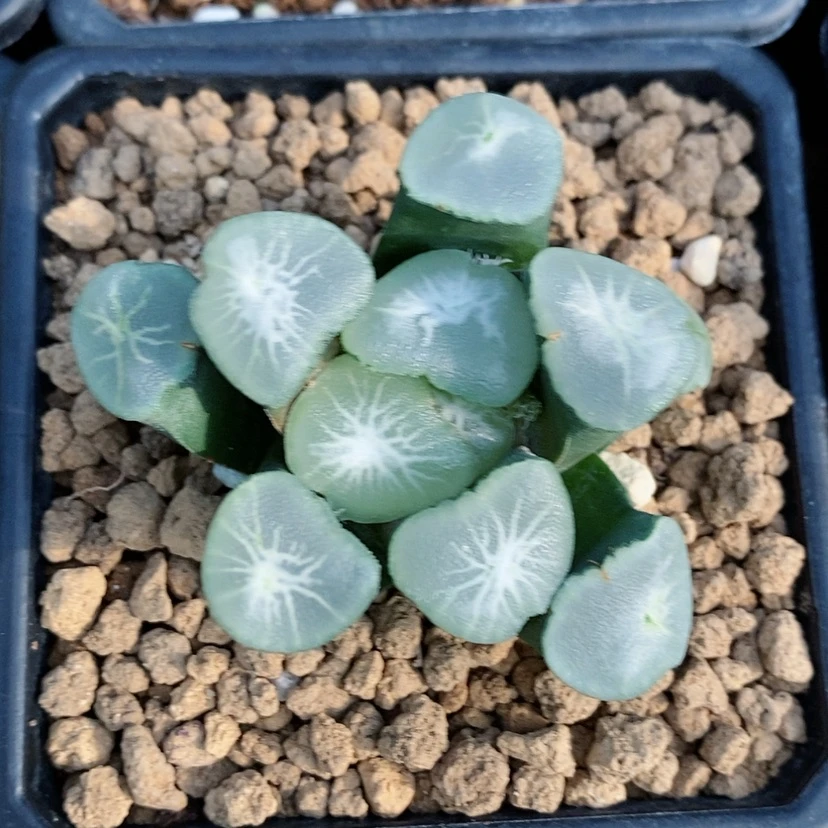 【闪购商品】静**月27望乡