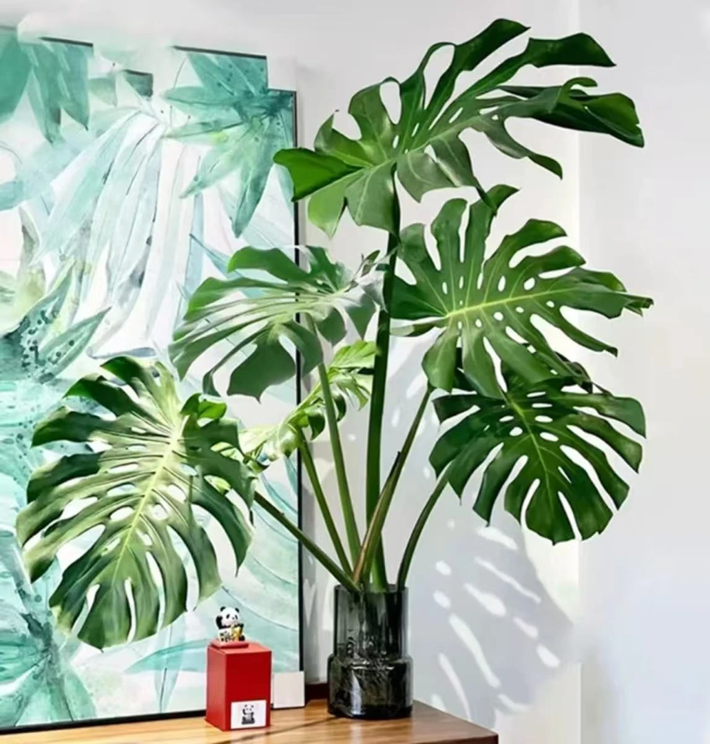 【0.9-1米】AAA级水培龟背竹基地室内绿植盆栽裸根4-5片叶子不带瓶