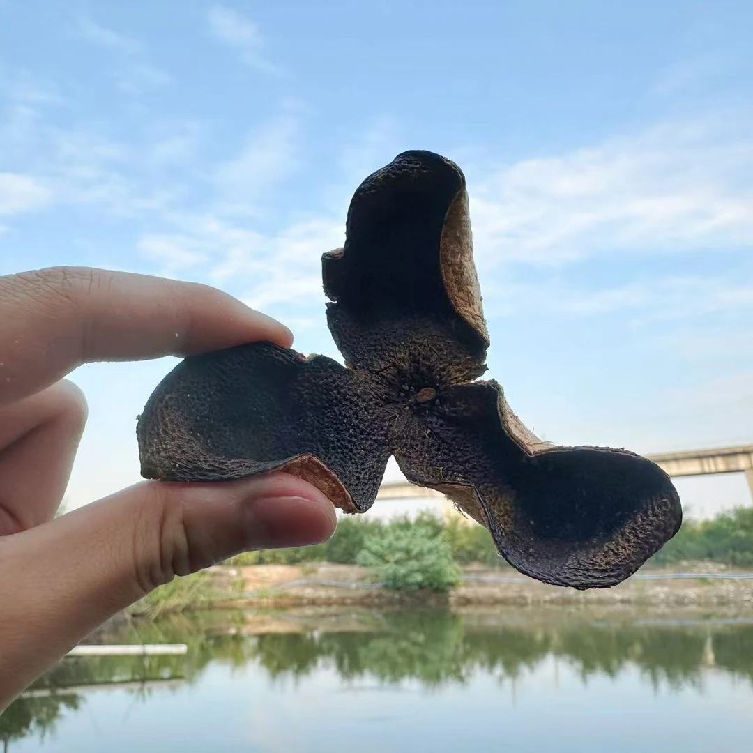 【2019年】东甲圈枝大红皮10年老树正宗新会老树陈皮咸淡水出薄荷香