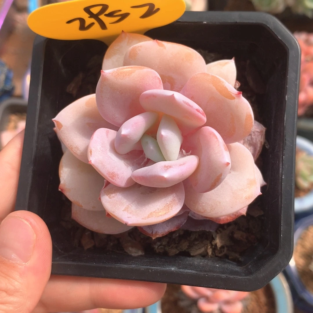 自***~奶茶单头微瑕2952
