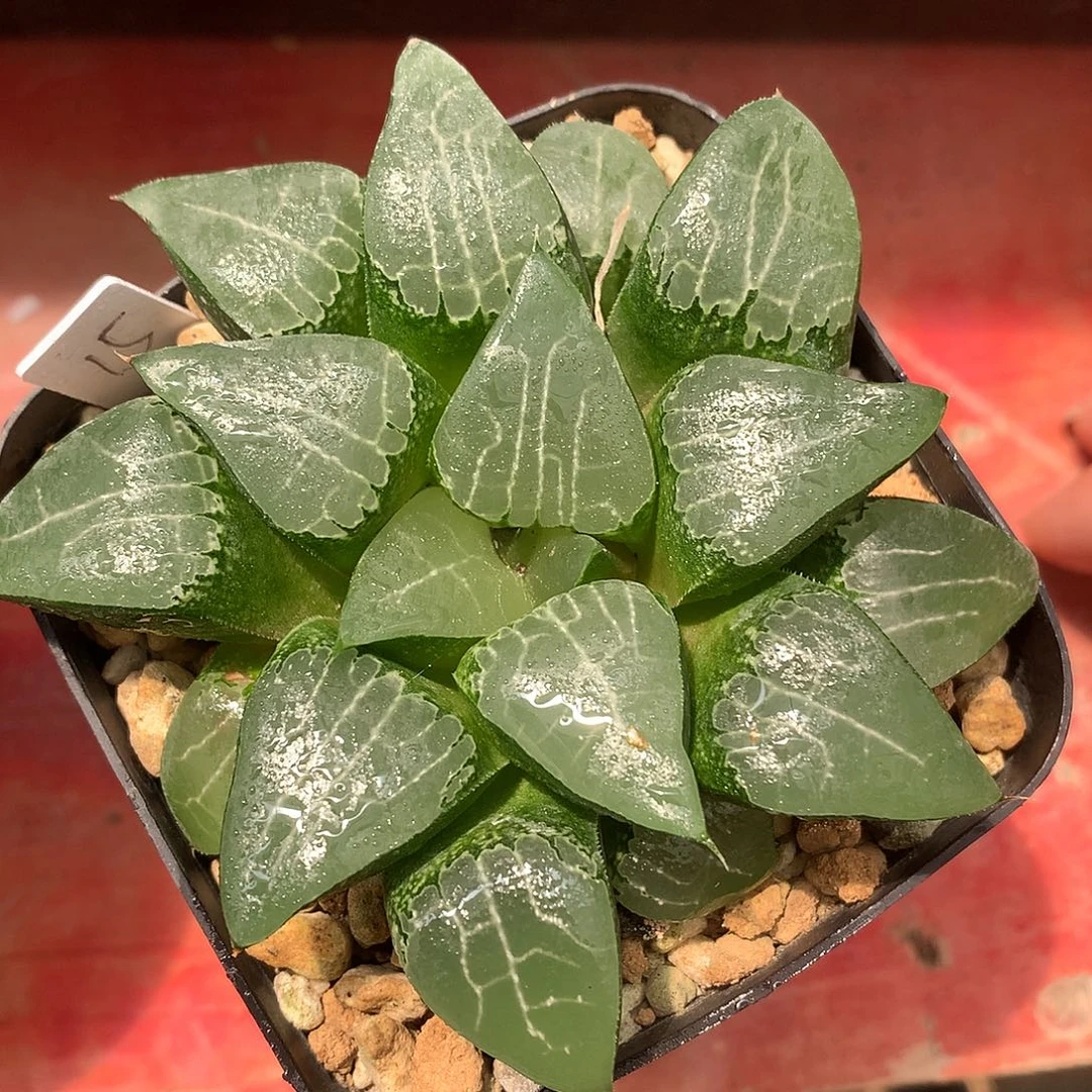 池田月影dairoutu