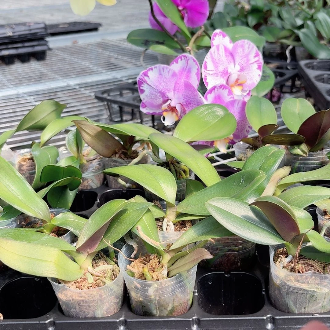 无花朵蝴蝶兰多品种大花系列4颗2.0杯