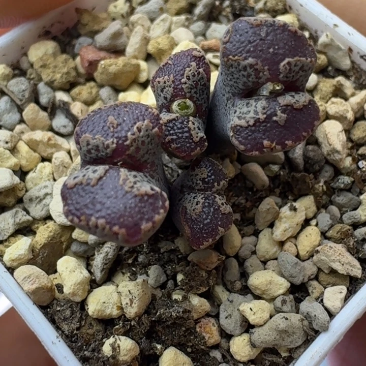 60号四头全窗蝴蝶勋章一物一拍