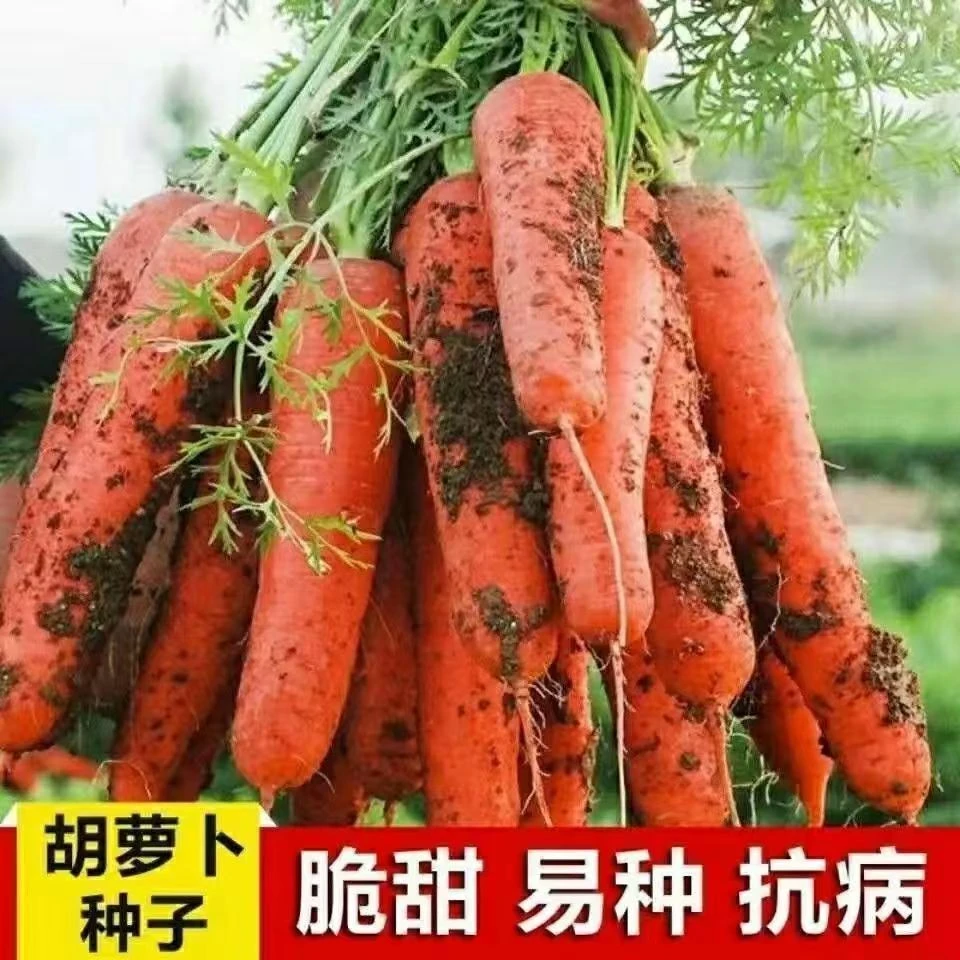 水果胡萝卜种子生吃甜香脆耐热耐寒水果胡萝卜种子农家庭院易种植