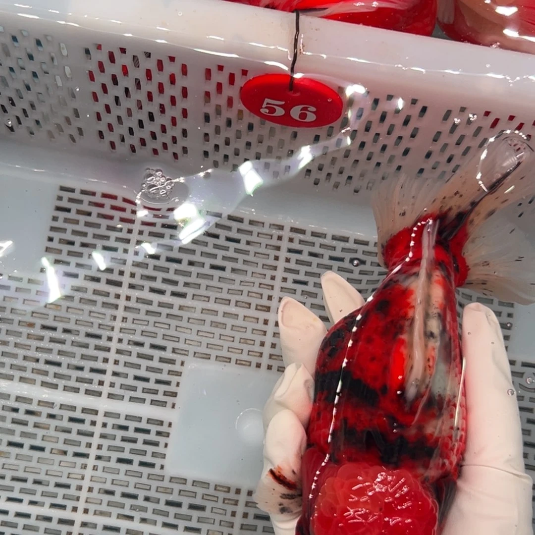 暖***玉海水鱼是因为有很多事不开心