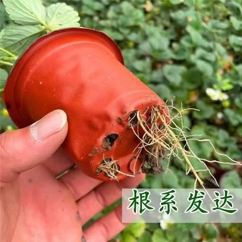 【6盆包邮】草莓苗南北种植