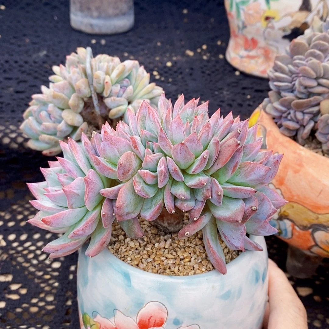 大量花朵（建议范围：8朵-15朵 或40%以上）