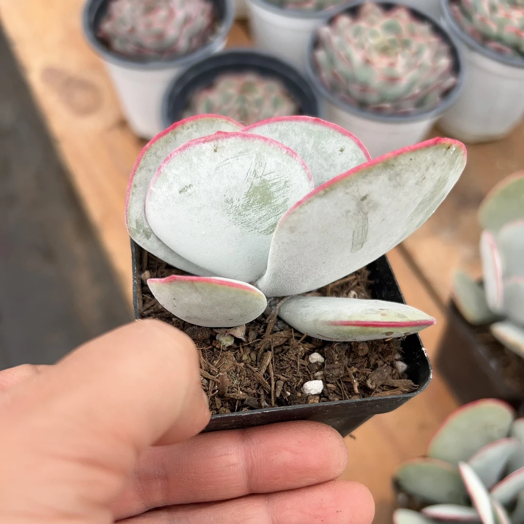 白眉多肉植物    全场满16.8包邮，实物以直播展示为准