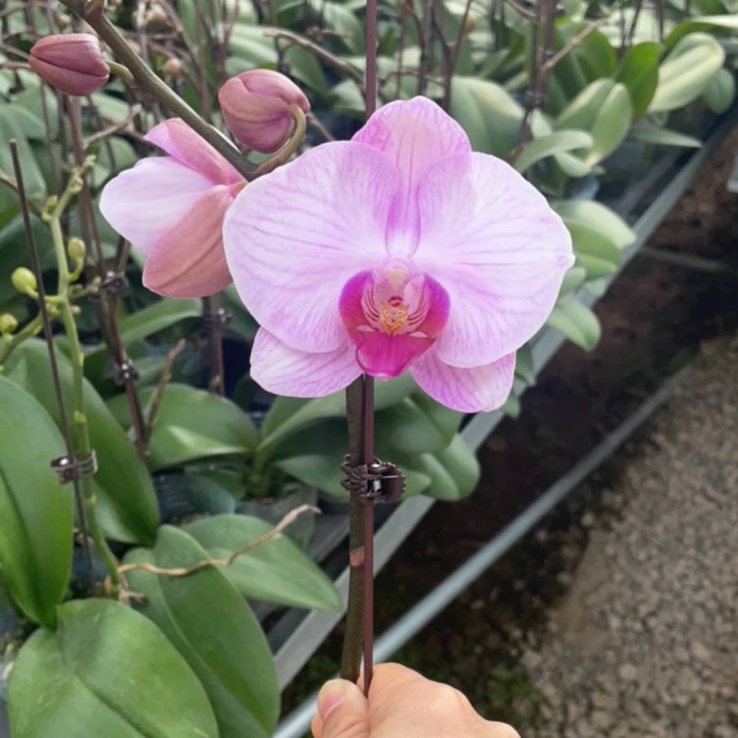 蝴蝶兰 室内观赏 年宵花 抽梗花苞苗
