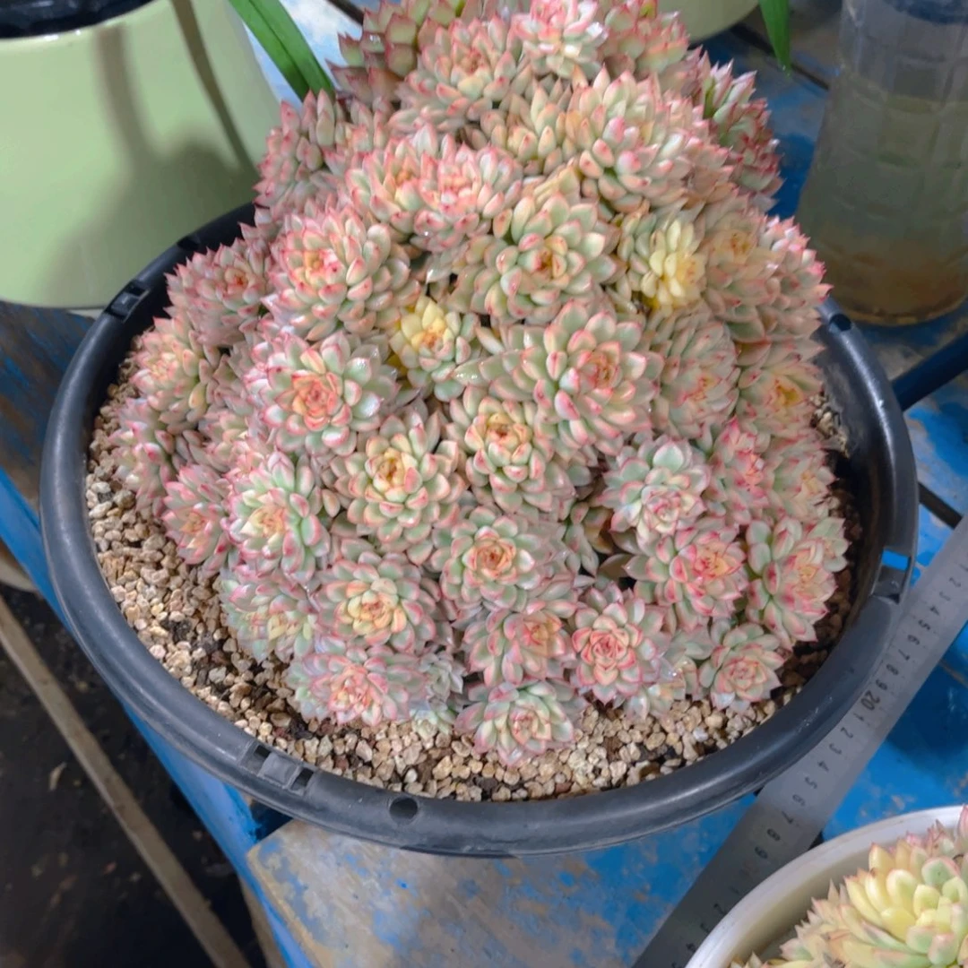 燕***子多肉植物保护研究所所长