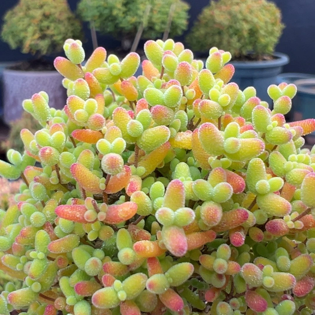 u988小可爱蜜橘糖球冠幅7cm