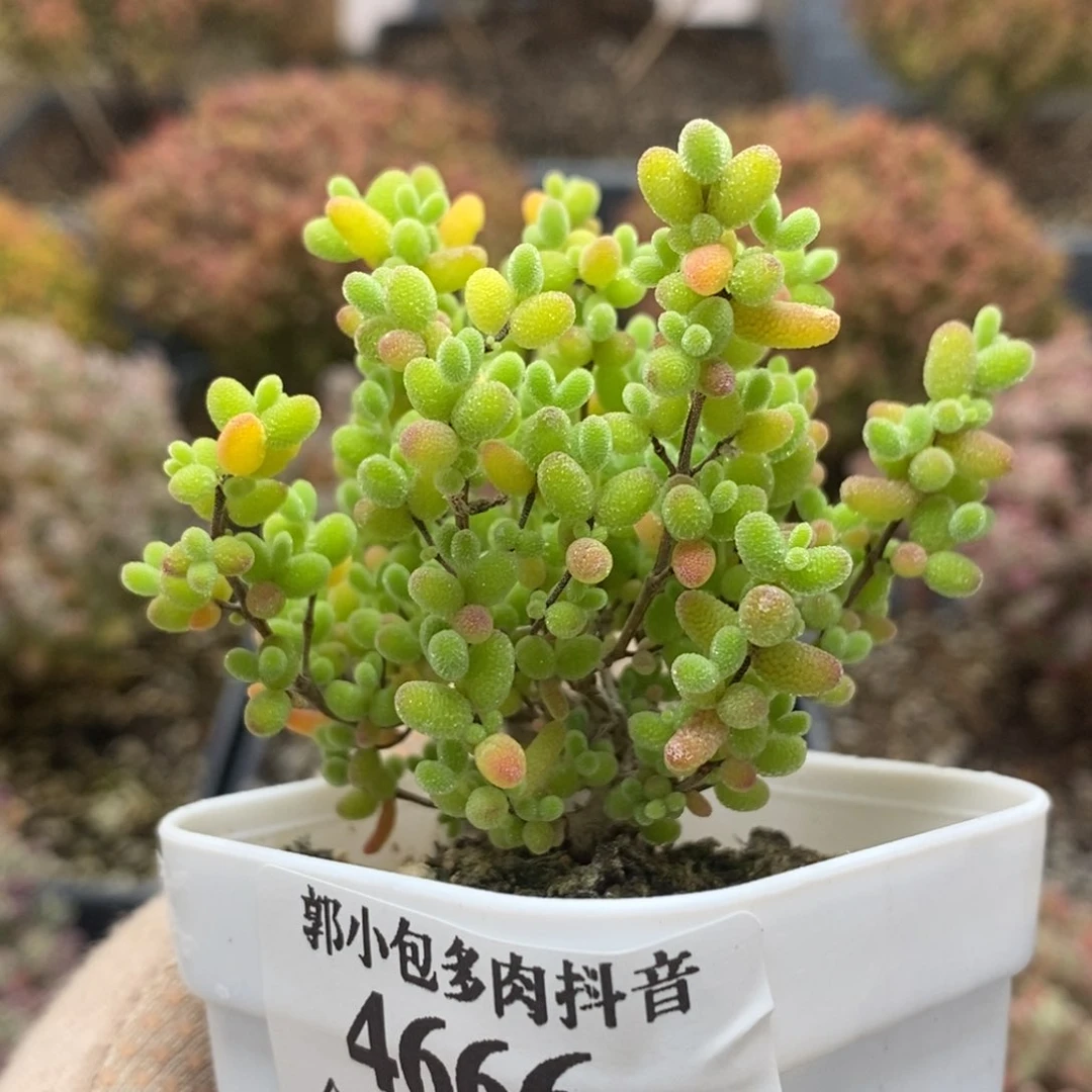 蜜橘糖球4666年后发货