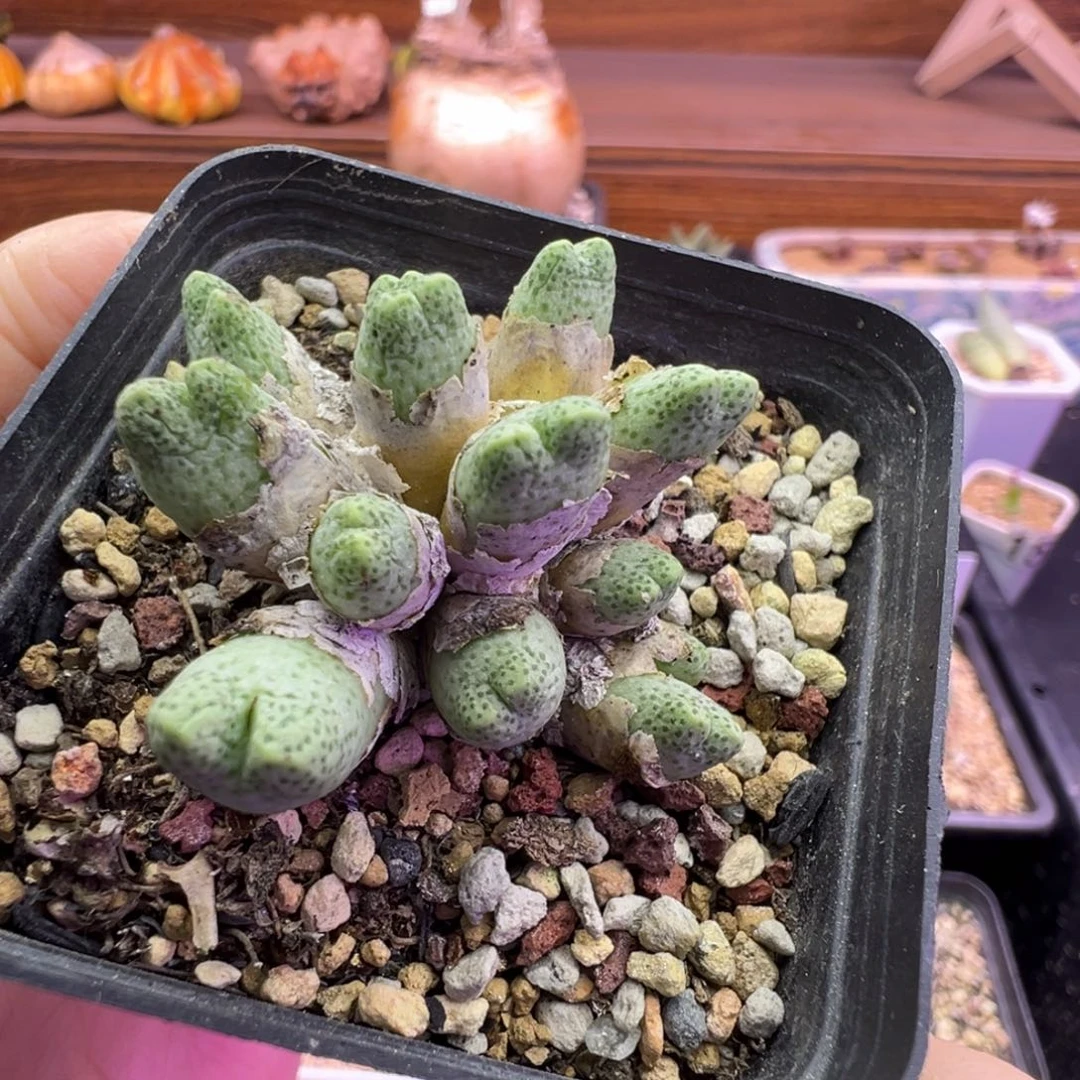 95d斑马福利特。。。。。