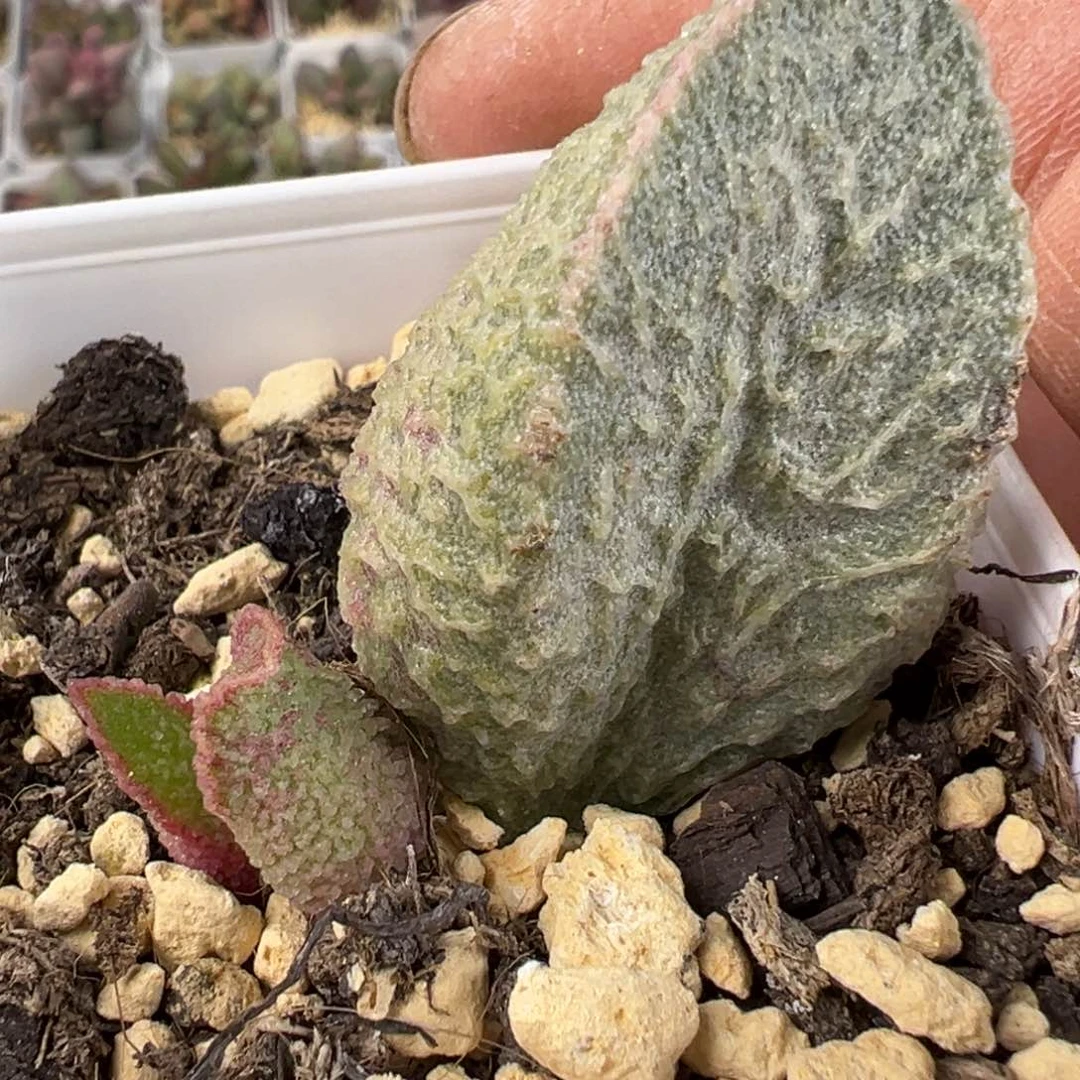 绿猪肝水泡多肉植物