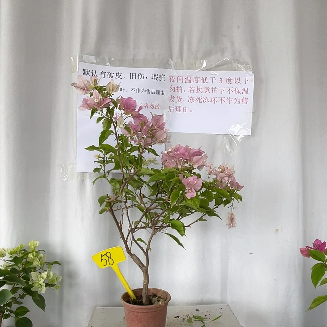 当前无花栽培后可以开花58广红樱
