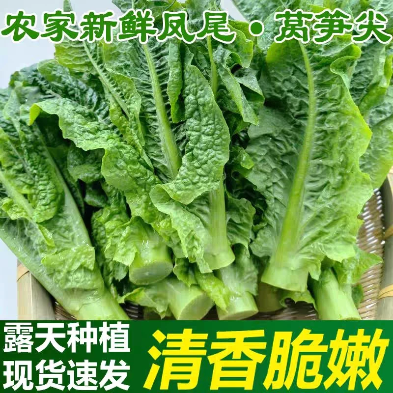 四川莴笋尖凤尾菜当季露天种植可涮火锅当季新鲜蔬菜农家新鲜蔬菜