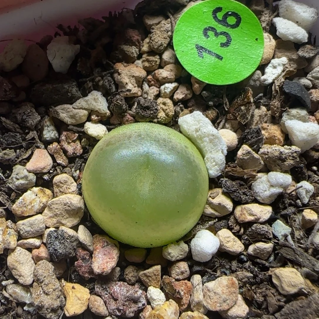 拉登1.3多肉植物136