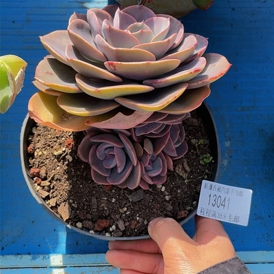 三**夭尘埃13041多肉