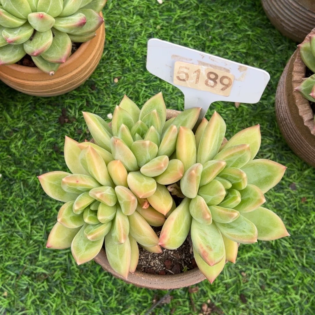 【闪购商品】西*5189。 1111111