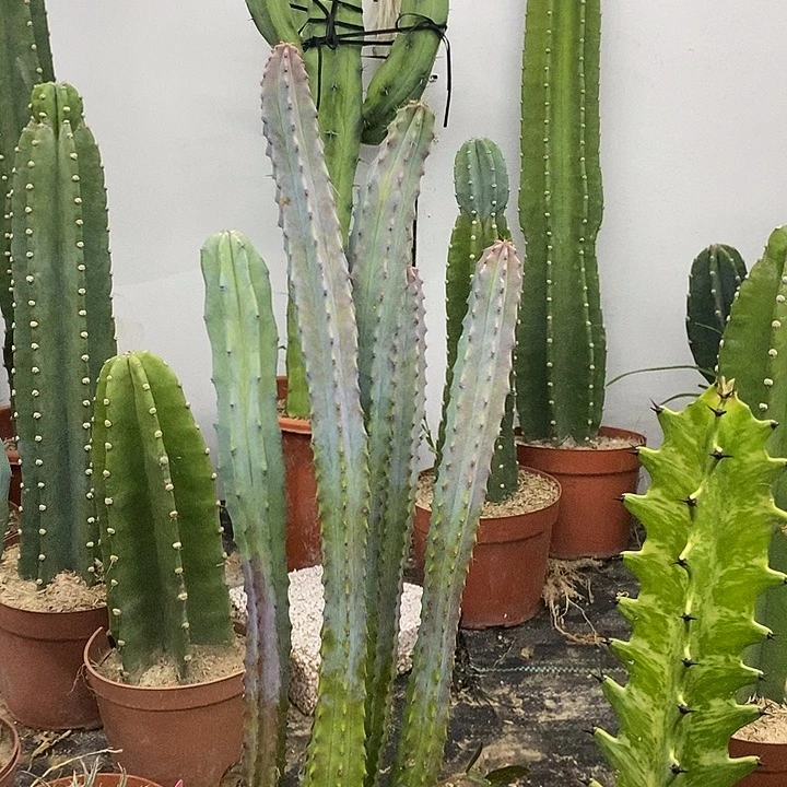 泰龙木组合一物一拍