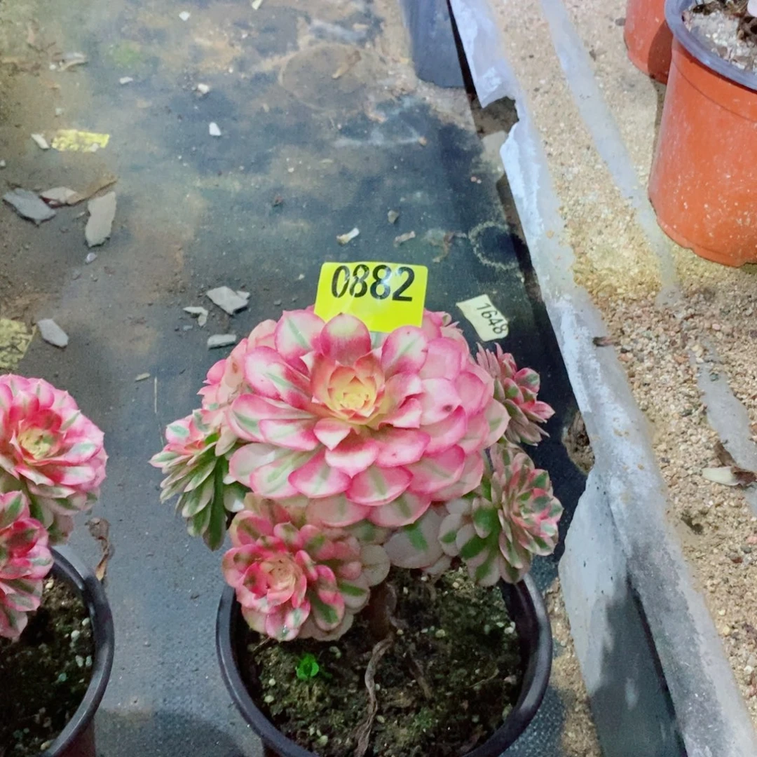 倾城多肉植物0882