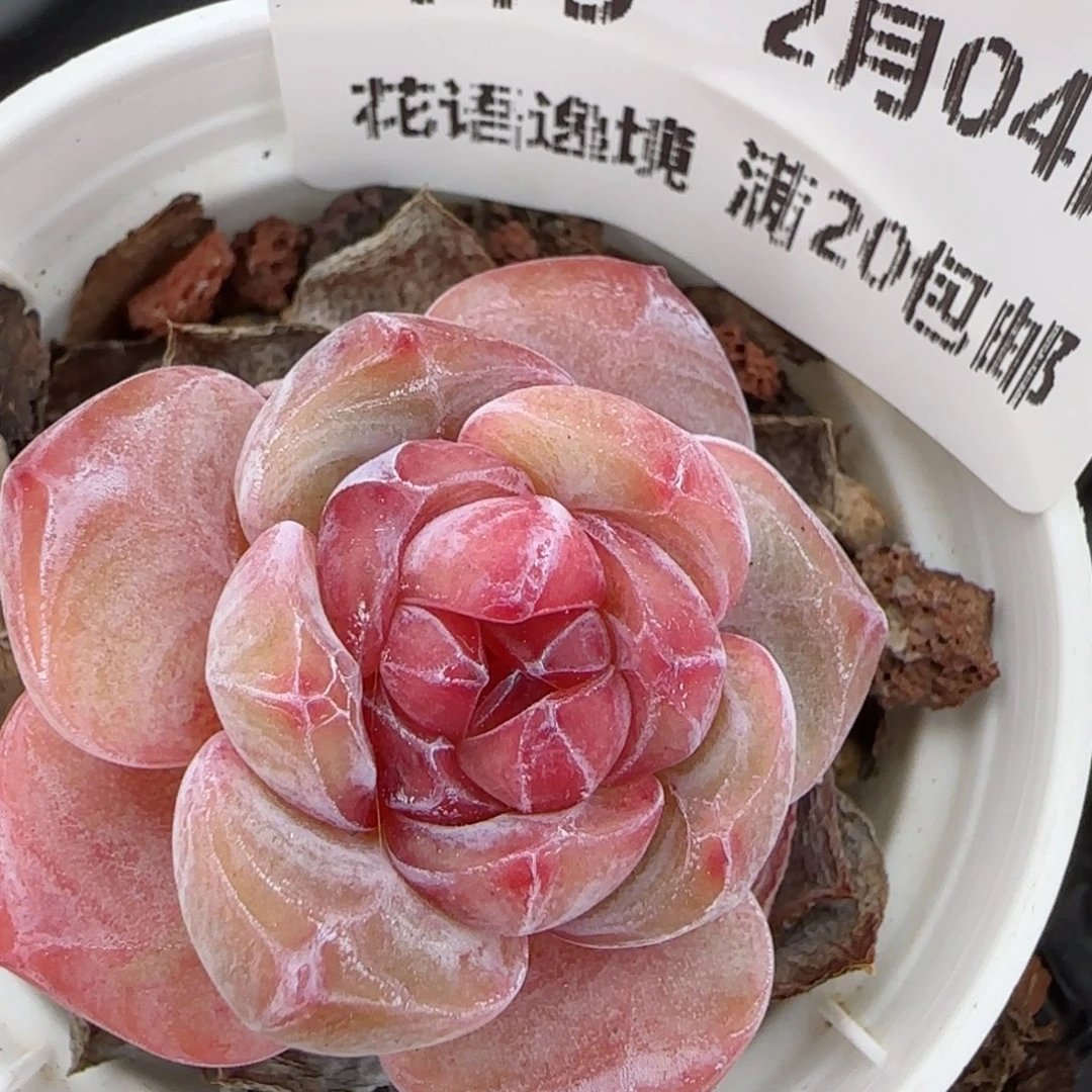 花语逸镜0204-419