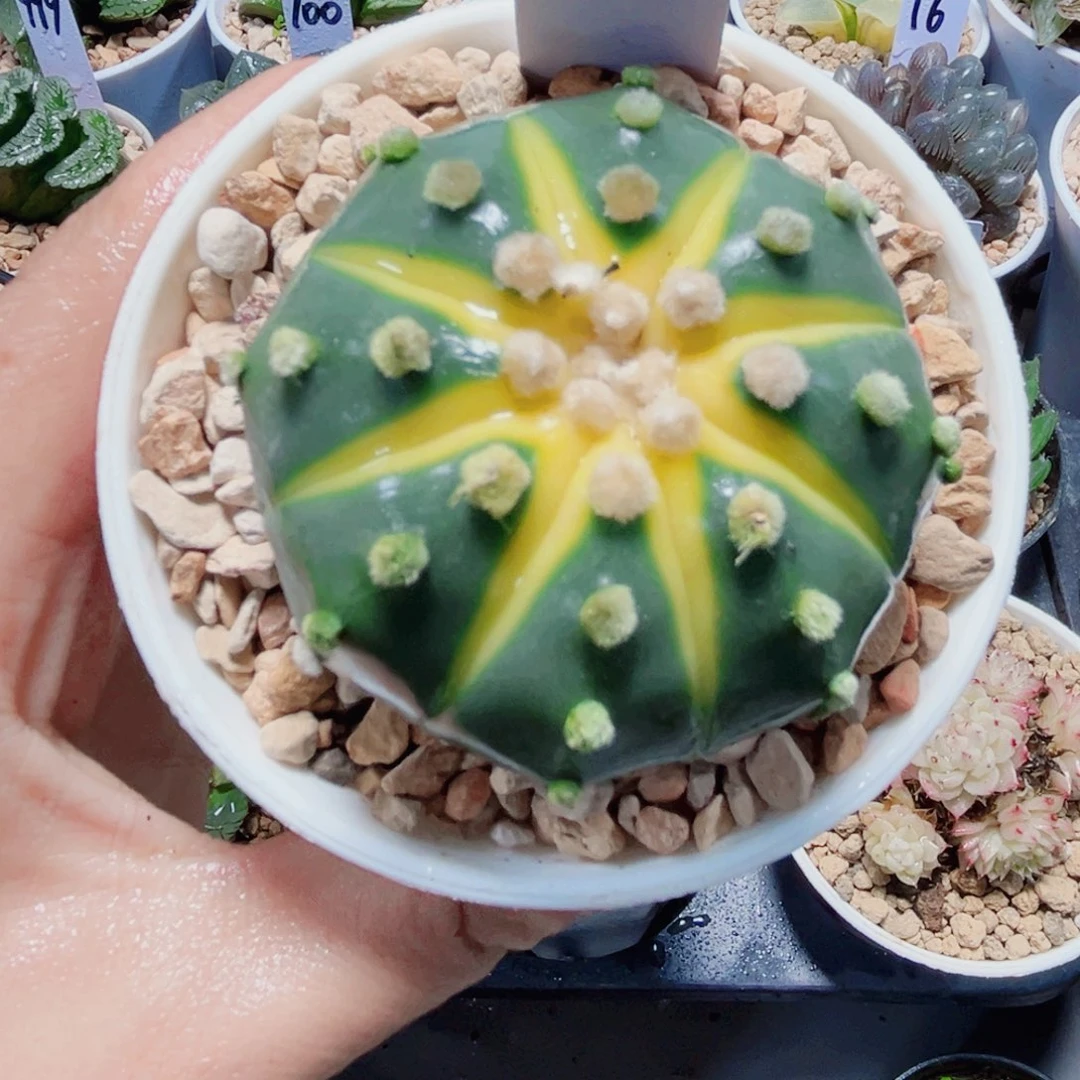 星兜锦小南瓜多肉植物