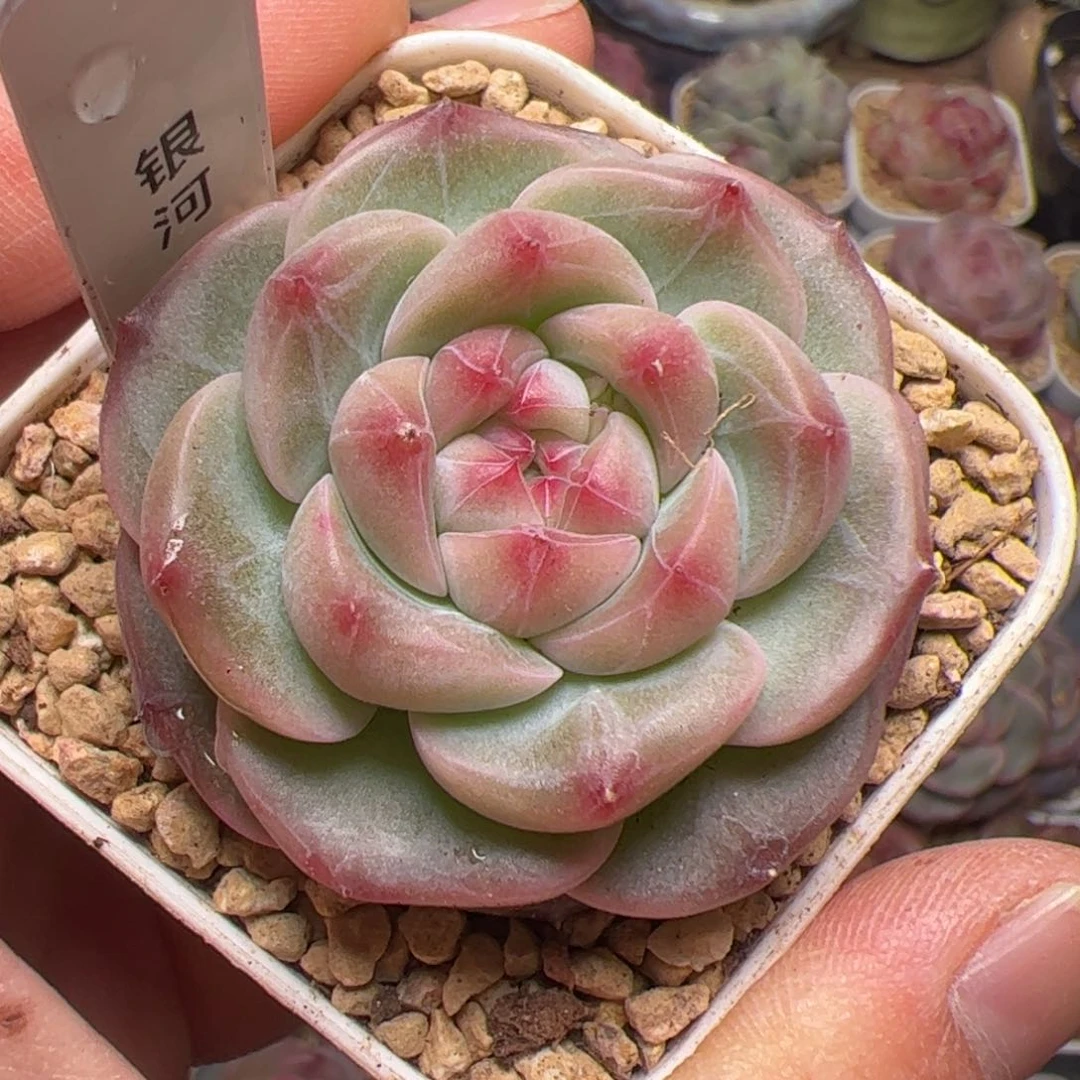 S****a151 多肉植物组合盆栽