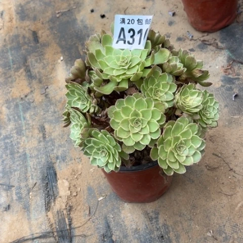 310莲花座不包断枝