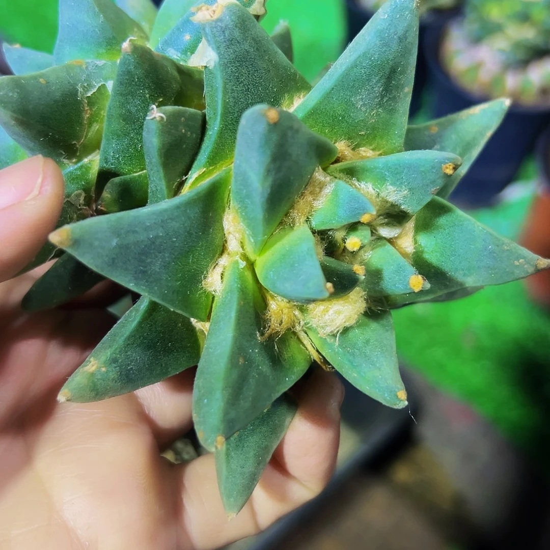 c***6无花朵福利双头龙芽牡丹364