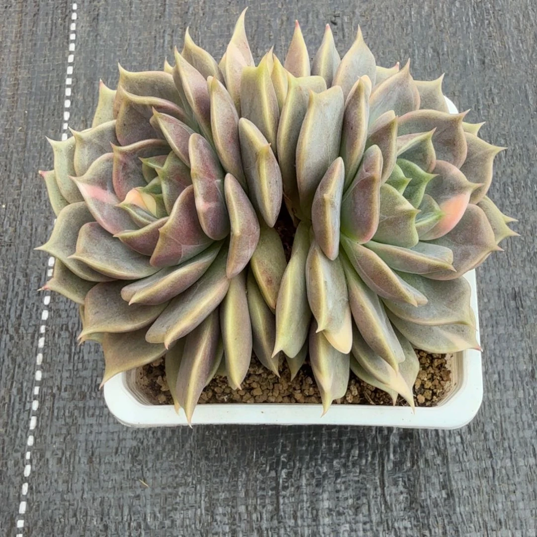 贝加尔湖锦锦上园艺一物一拍
