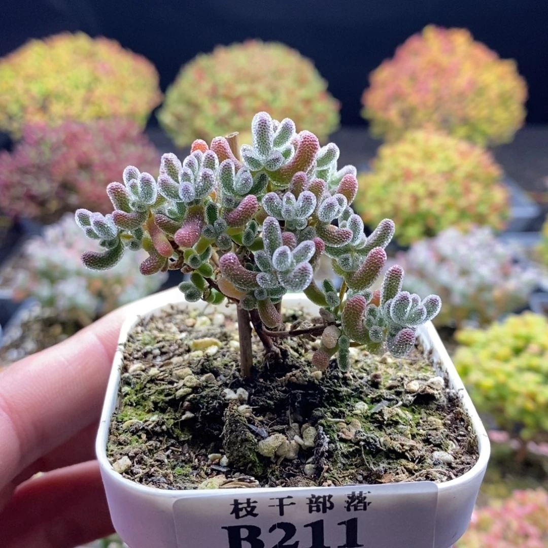 开播福利211。