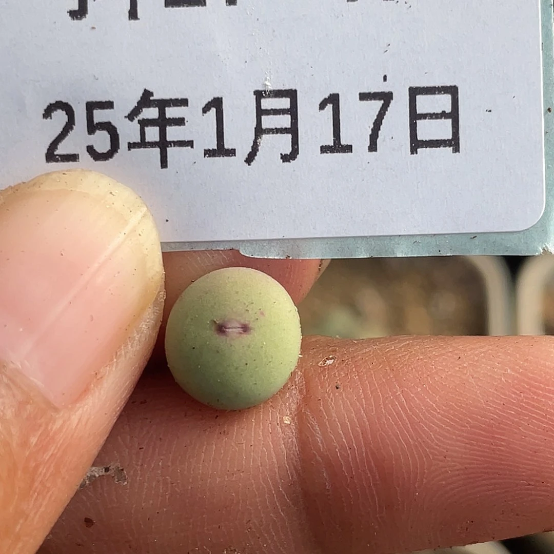 17-47嘴多肉植物