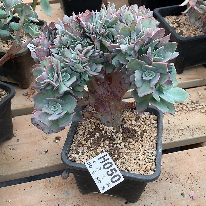 唐***啦霞光缀化  非偏远38包邮节后发货请联系