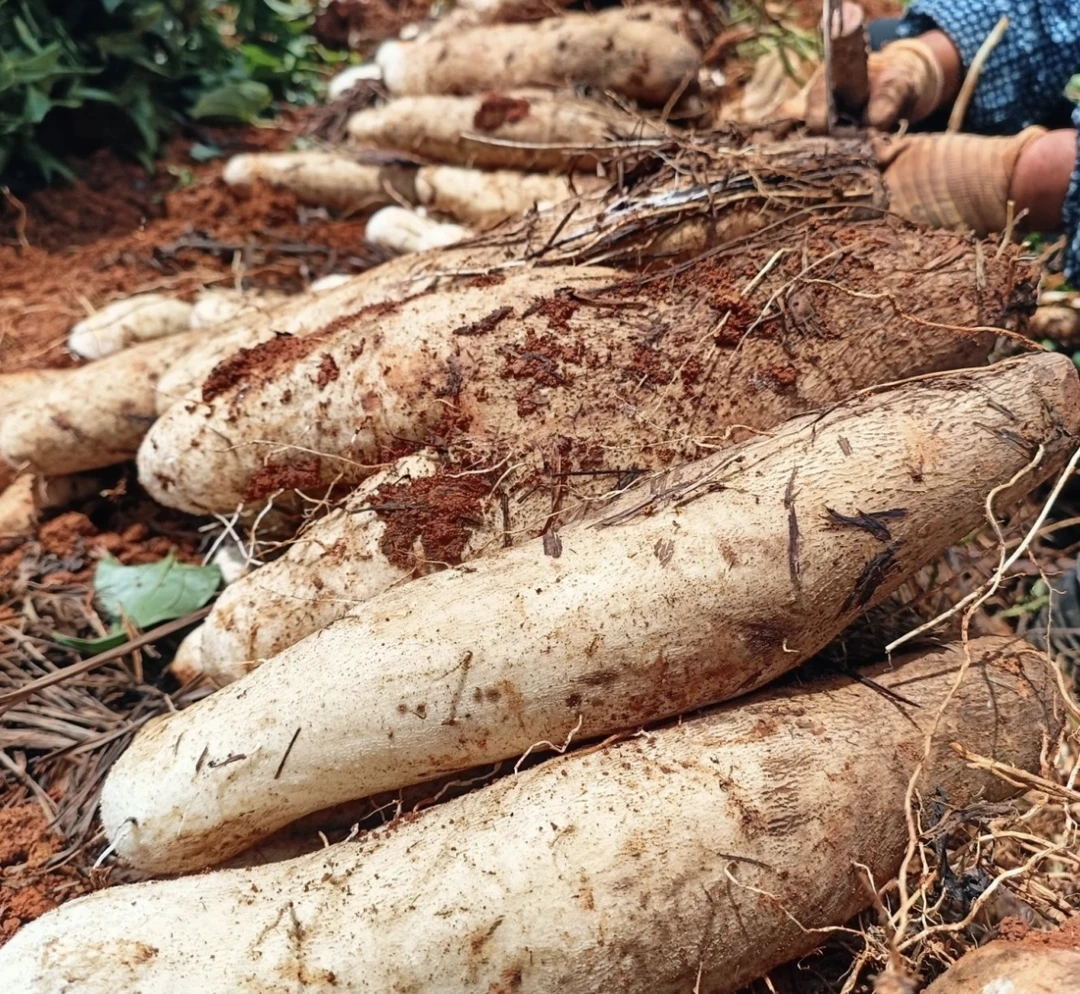 【现收】sy云南土特产--农家好物新鲜好物------------12——-------