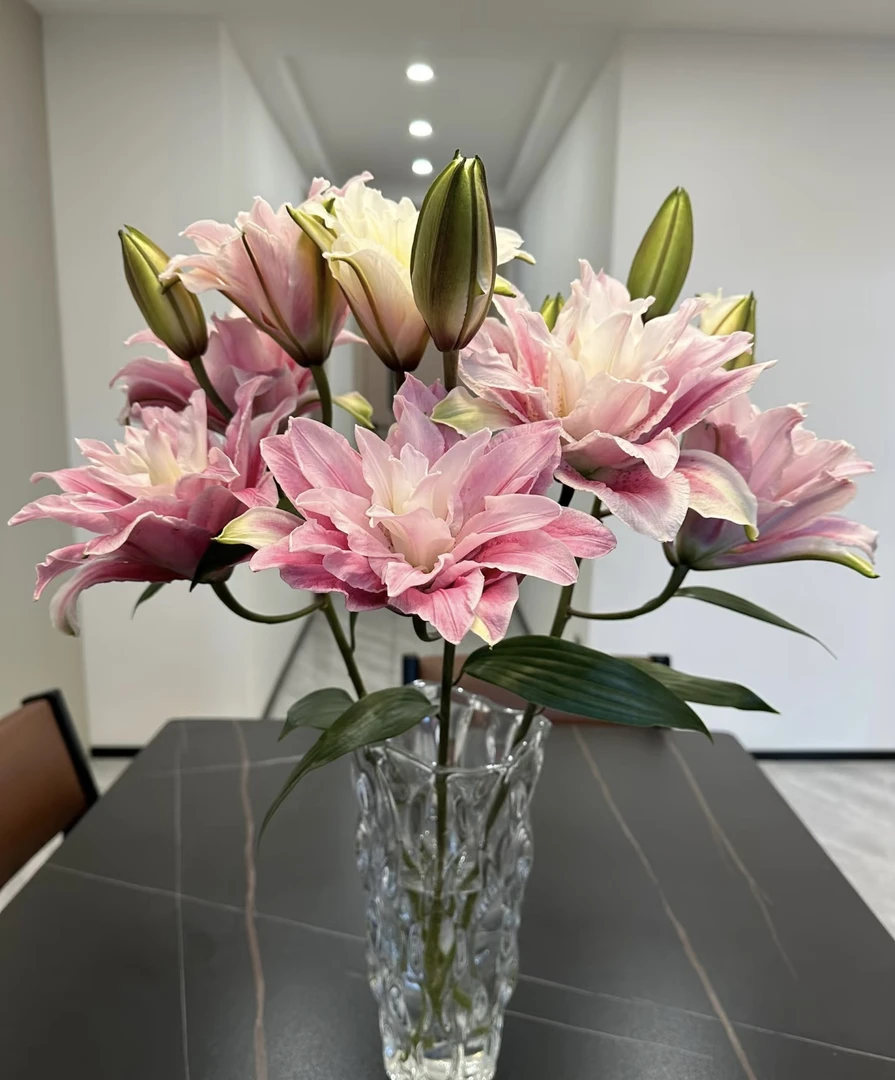 伊莎贝拉鲜花花卉云南昆明直发水养香水百合百合花鲜切花美观修花