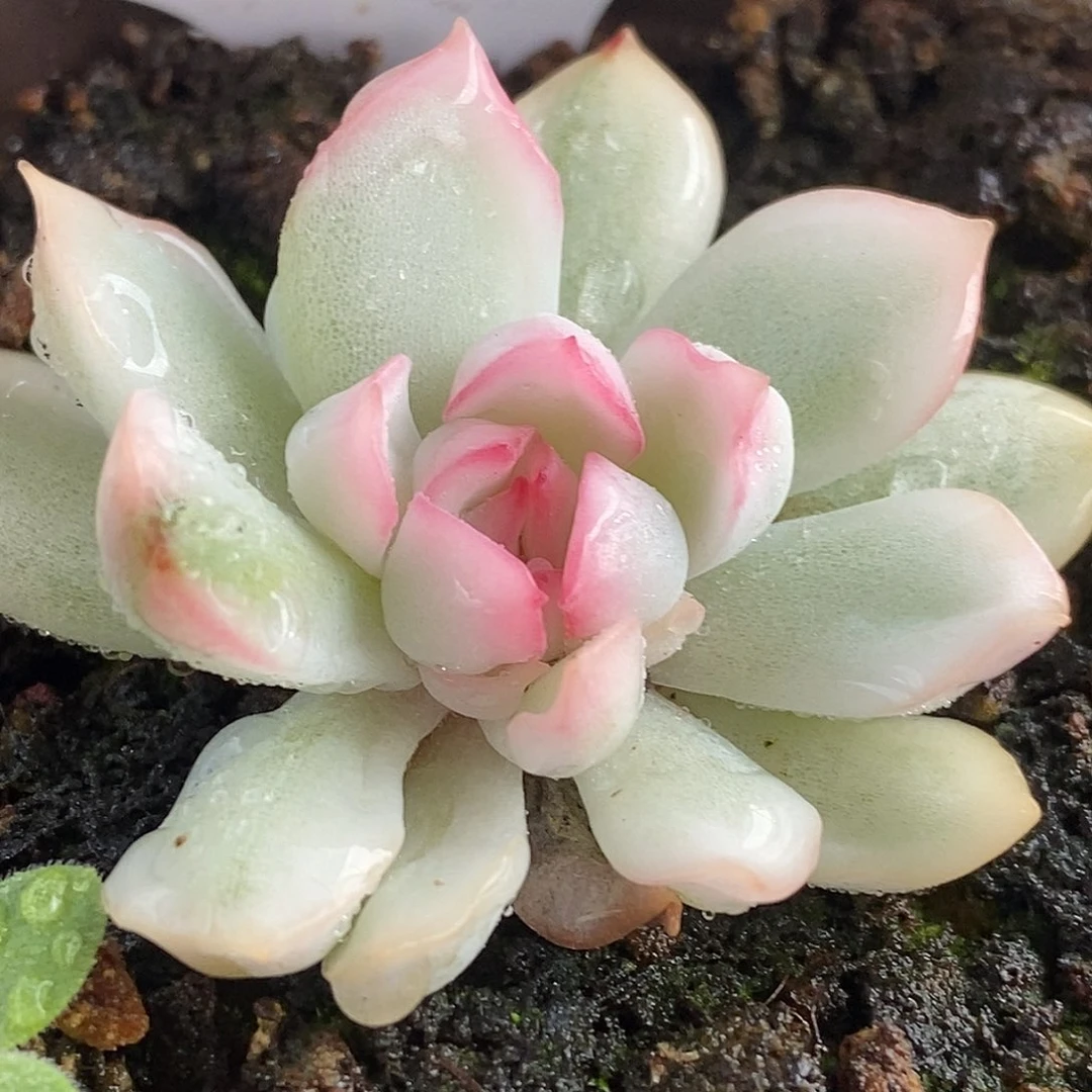 593雨燕座哈哈哈哈